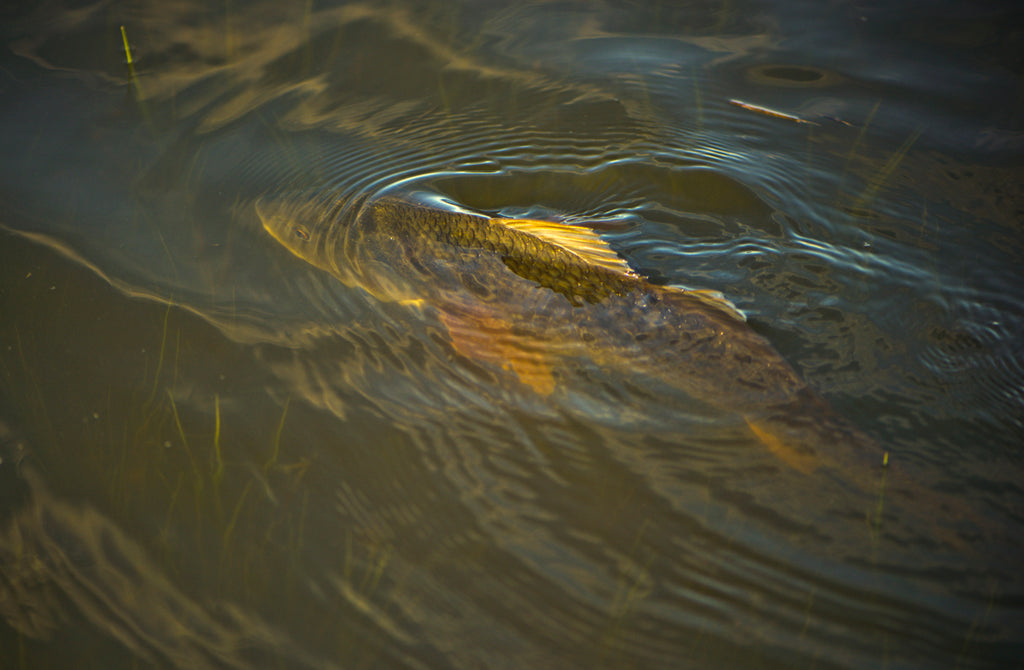 Going Coastal! Flood Tide Trip Part 1